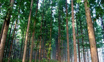 江西国有林场改革全国领先 试点工作通过国家