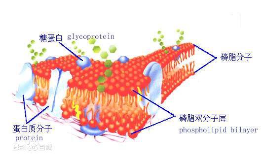 磷脂技术，医学带给化妆品的一次功效飞跃_江苏频道_凤凰网
