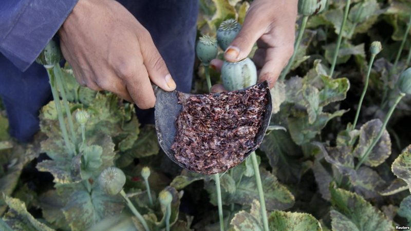 阿富汗 全球最大的毒品生产基地