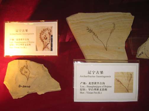 生命从远古一路走来 我要去远古一探究竟