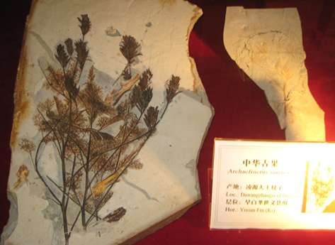 生命从远古一路走来 我要去远古一探究竟