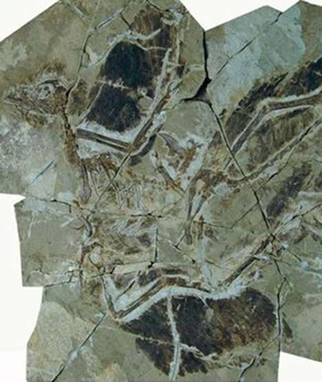 生命从远古一路走来 我要去远古一探究竟