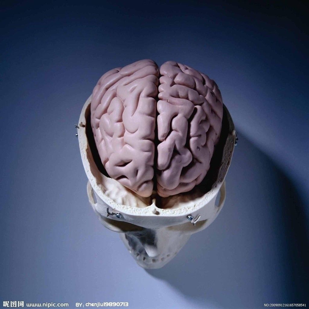 美国研究称左右脑分工之说是误传