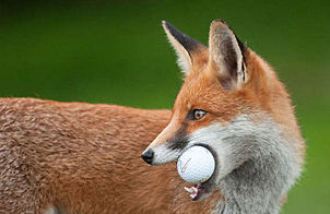 聪明狐狸“偷”高尔夫球