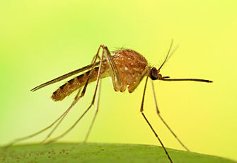 万年前蚊子化石腹中血清晰可见