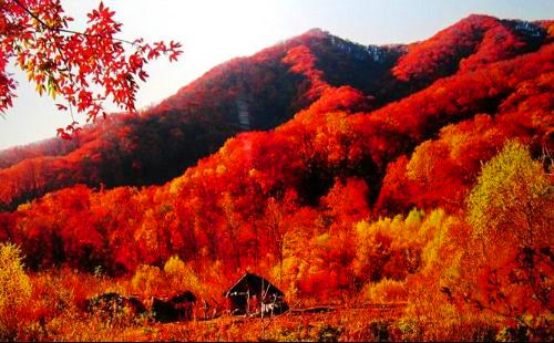 王菲登长城赏红叶 盘点全球赏红叶的最佳胜地_陕西频道_凤凰网