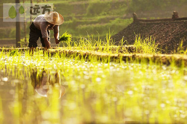 湖南娄底紫鹊界梯田 自助游畅玩攻略
