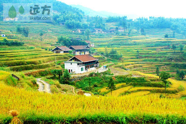 湖南娄底紫鹊界梯田+自助游畅玩攻略