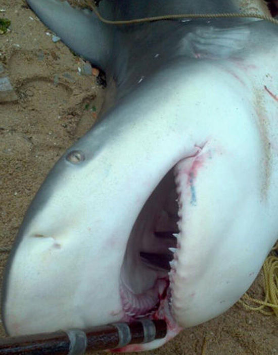 惠州渔民捕获500斤大鲨鱼 被捕获的鲨鱼.