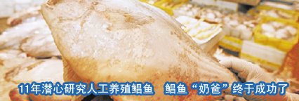11年潜心研究人工养殖鲳鱼 宁波的鲳鱼“奶爸”终于成功了  