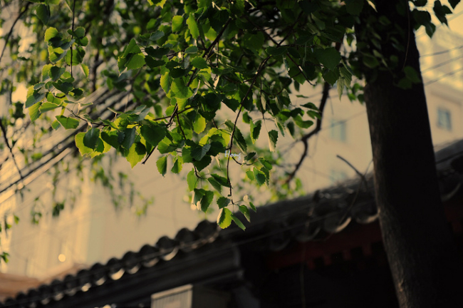 春天午后 东四四条拾闲:渐行渐远 有心惦念