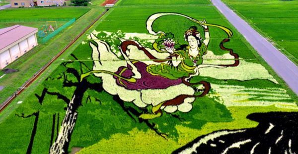 日本稻田种出唯美仙女图案