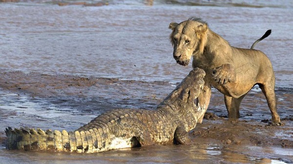 这只狮子准备对鳄鱼发动攻击.而鳄鱼也露出令人可怕的牙齿.