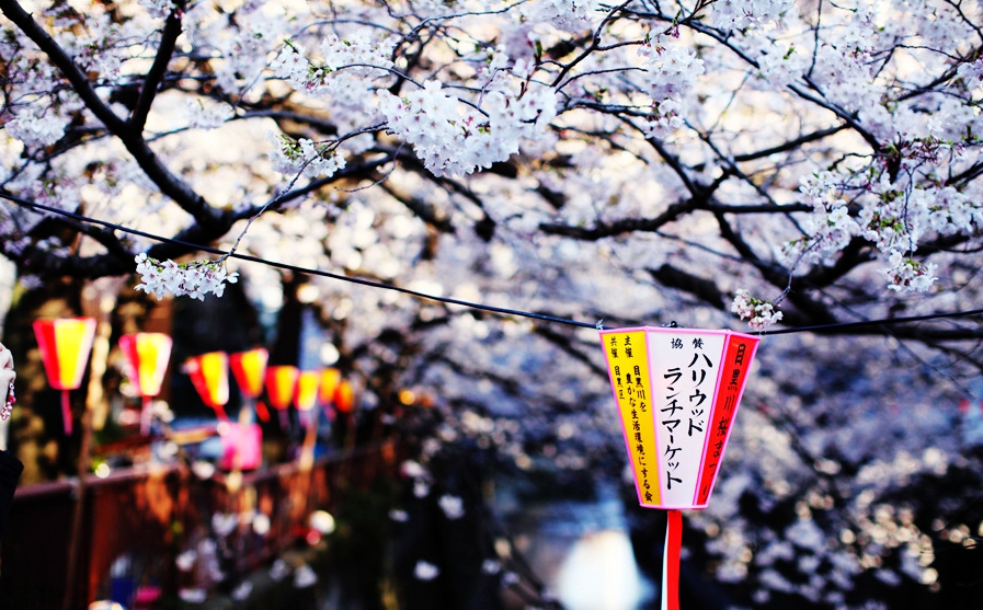 京都·春日赏樱花