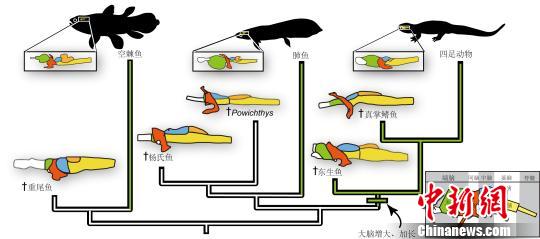 肉鳍鱼类脑演化示意图.