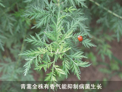 1700年前江苏人葛洪 就有记载青蒿素治疟疾药方