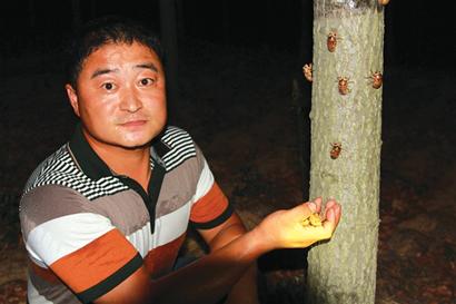 农民成“金蝉大王”
