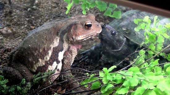 动物园草龟向蟾蜍示爱 被扇巴掌好可怜