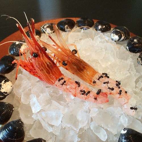 日本高档餐厅推出另类刺身牡丹虾上撒蚂蚁（图）