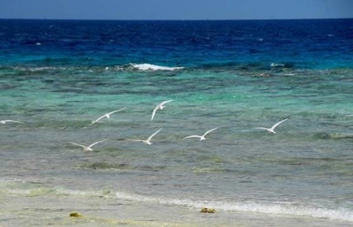 赏鸟观鱼vs海钓浮潜 西沙群岛的n种玩法