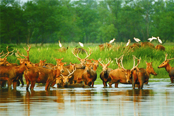 盐城中华麋鹿园 亲近大自然