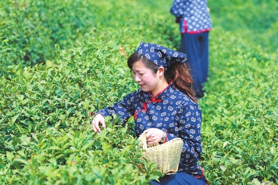 【信阳】茗香四海--信阳国际茶文化节即将开幕