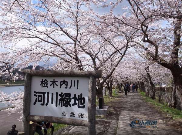 赏樱季 日本闻名的樱花隧道(组图)