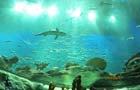 海洋公园水族馆中的鲨鱼