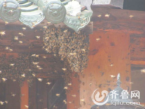 乳山市夏村镇实验中学附近的一料理店被一群蜜蜂“围堵”。