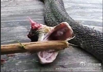 大量中华眼镜蛇流窜村庄 已捕获145条余5条仍在逃窜_福建频道_凤凰网