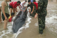 4吨大鲸被台风吹上沙滩