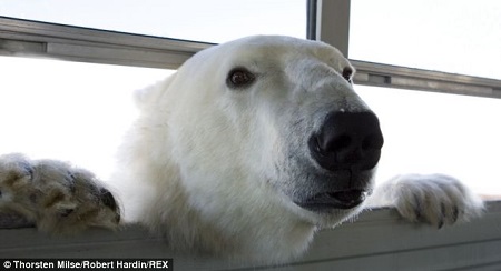 “北极熊监狱”里关押的“熊囚犯”