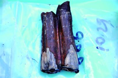 大珠山遗址发掘工作结束已确定有披毛犀、象、马、牛等10余种动物还发现带疑似烤痕的化石