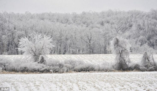 美国密歇根州的树被冰雪覆盖，像一个“冰雪王国”