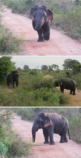 斯里兰卡现野生“侏儒大象” 身高不足1.5米(图)