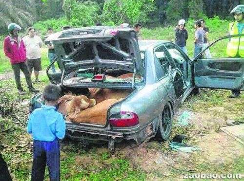 偷牛贼往轿车里塞进4头牛 车子因超载抛锚(图