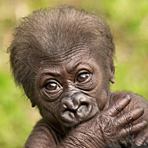 大猩猩帮女儿照看宝宝