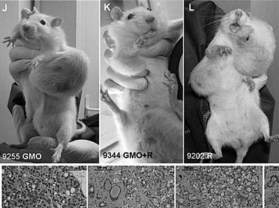法国研究发现老鼠食用转基因玉米致癌