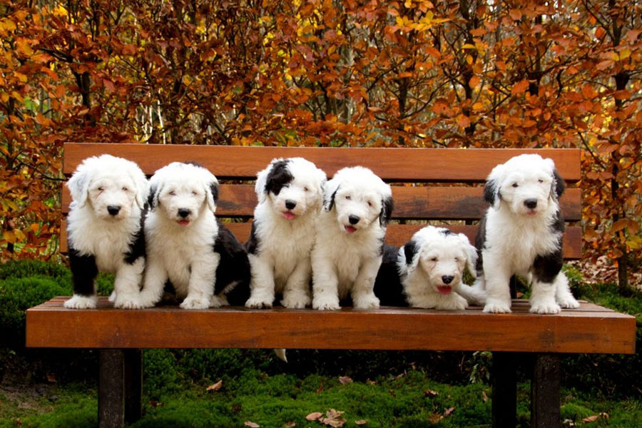 摄影师拍爱犬呆萌的幸福生活_频道_凤凰网