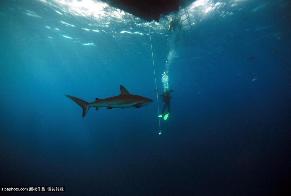 女潜水员喂食鲨鱼惊险瞬间(图)