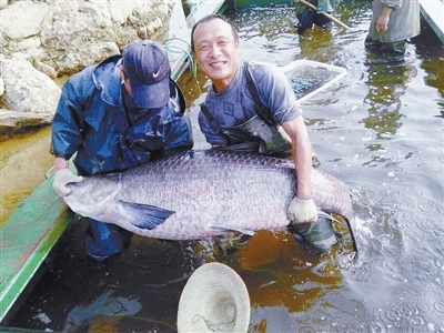 信阳光山捕到147斤大青鱼 或是为河南最大淡水