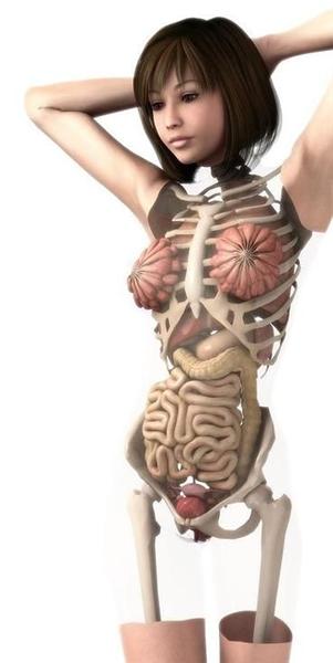 图解3D图<em>美女</em>医学真实人体解剖图- <em>猫扑两性</em>健