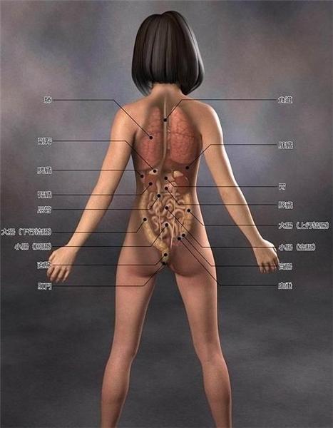 日本3d美女医学人体解剖图