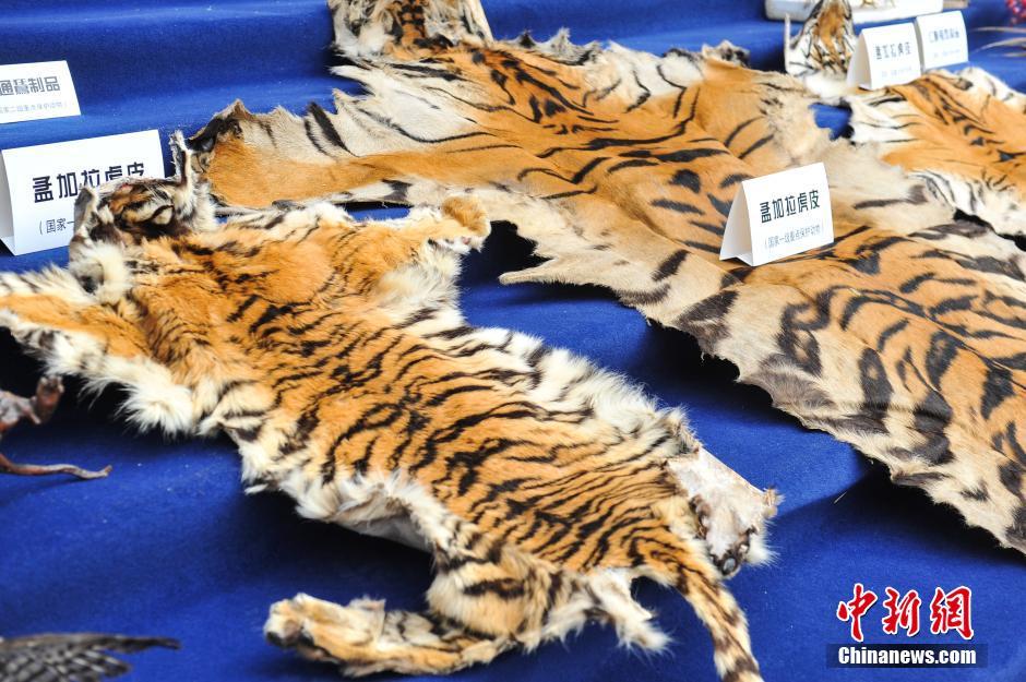 云南破获10年来最大野生动物走私案 包括老虎