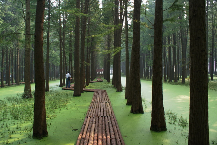 【兴化】李中水上森林 清凉一夏_江苏频道_凤凰网