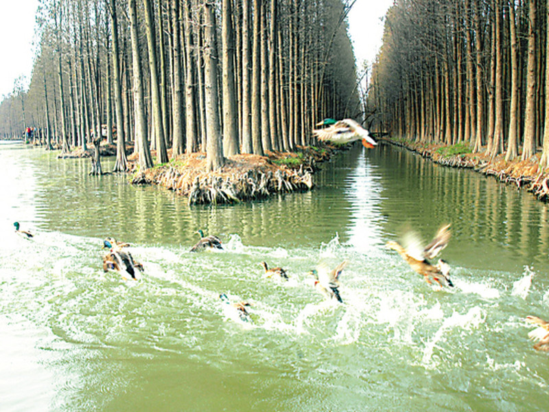 【兴化】李中水上森林 清凉一夏_江苏频道_凤凰网