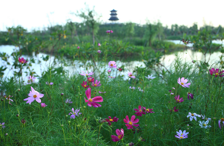 【无锡】梁鸿湿地公园 文化生态湿地_江苏频道_凤凰网