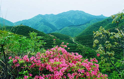 平和九峰大芹山高山生态有机茶项目提前完工