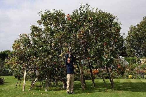 英国一棵苹果树经嫁接结出250种苹果（图）