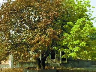 湖南现奇树 长寿树出现叶换边奇观引来专家